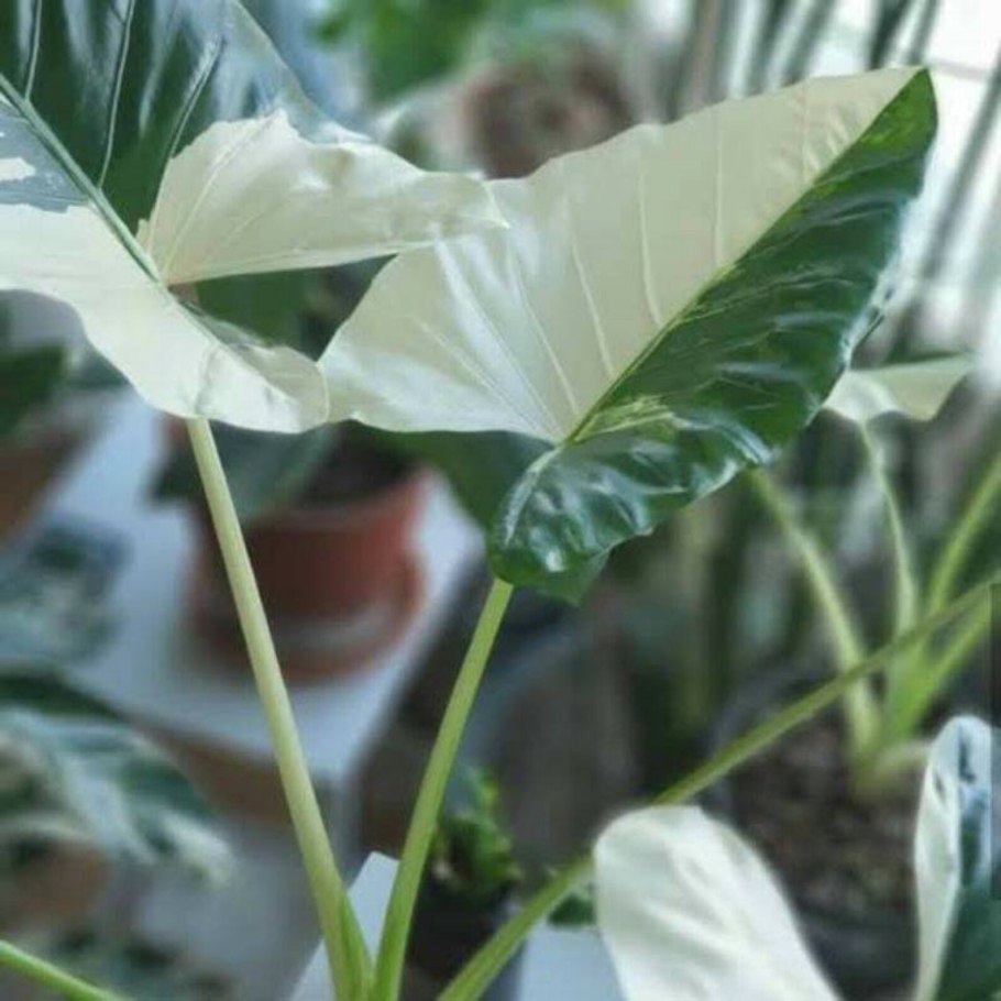 Алоказия