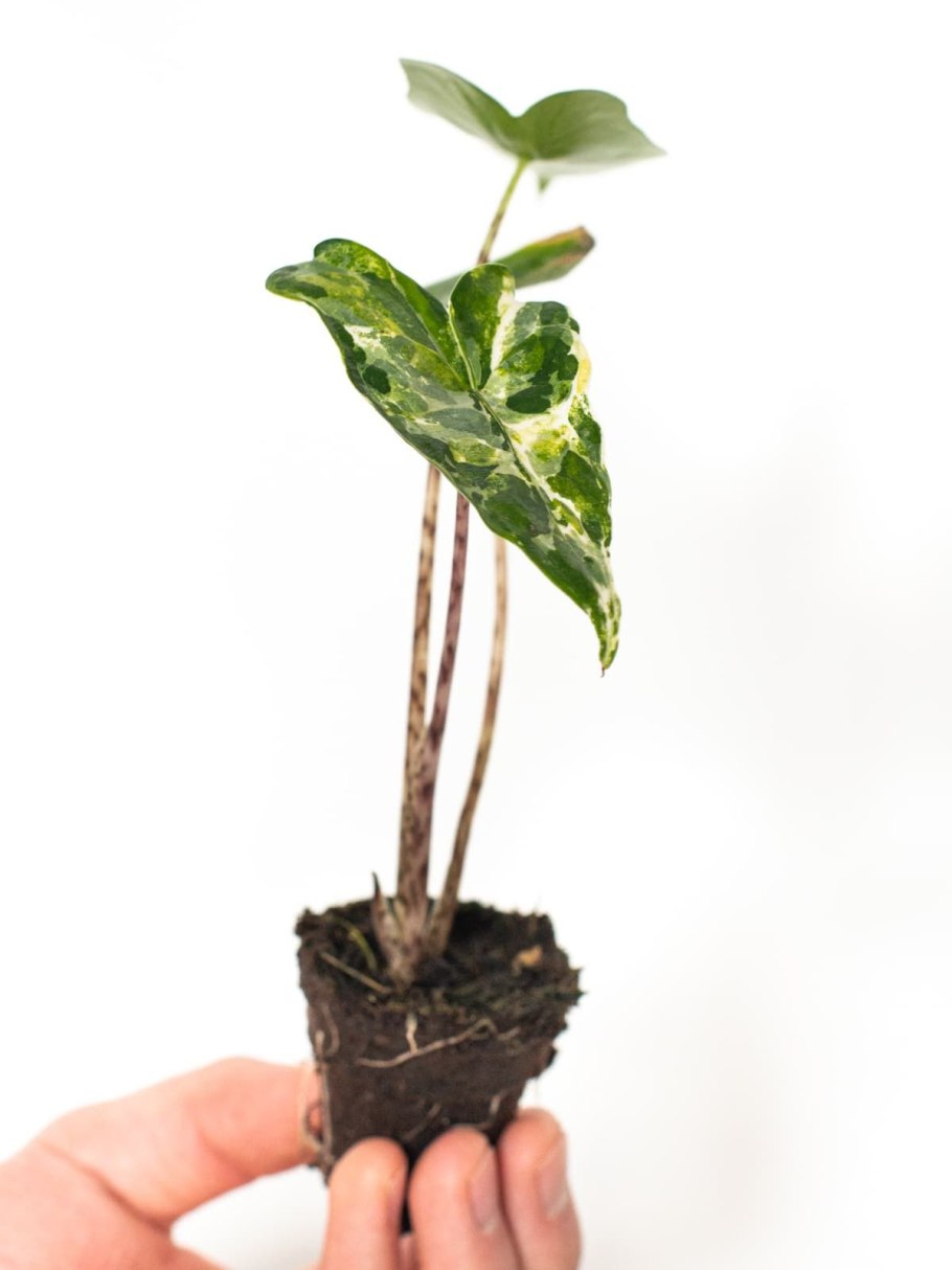 Алоказия macrorrhiza variegata