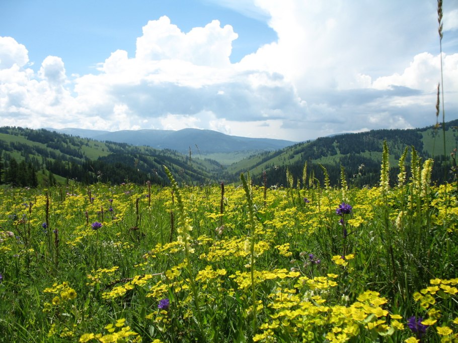 Флора восточного Казахстана