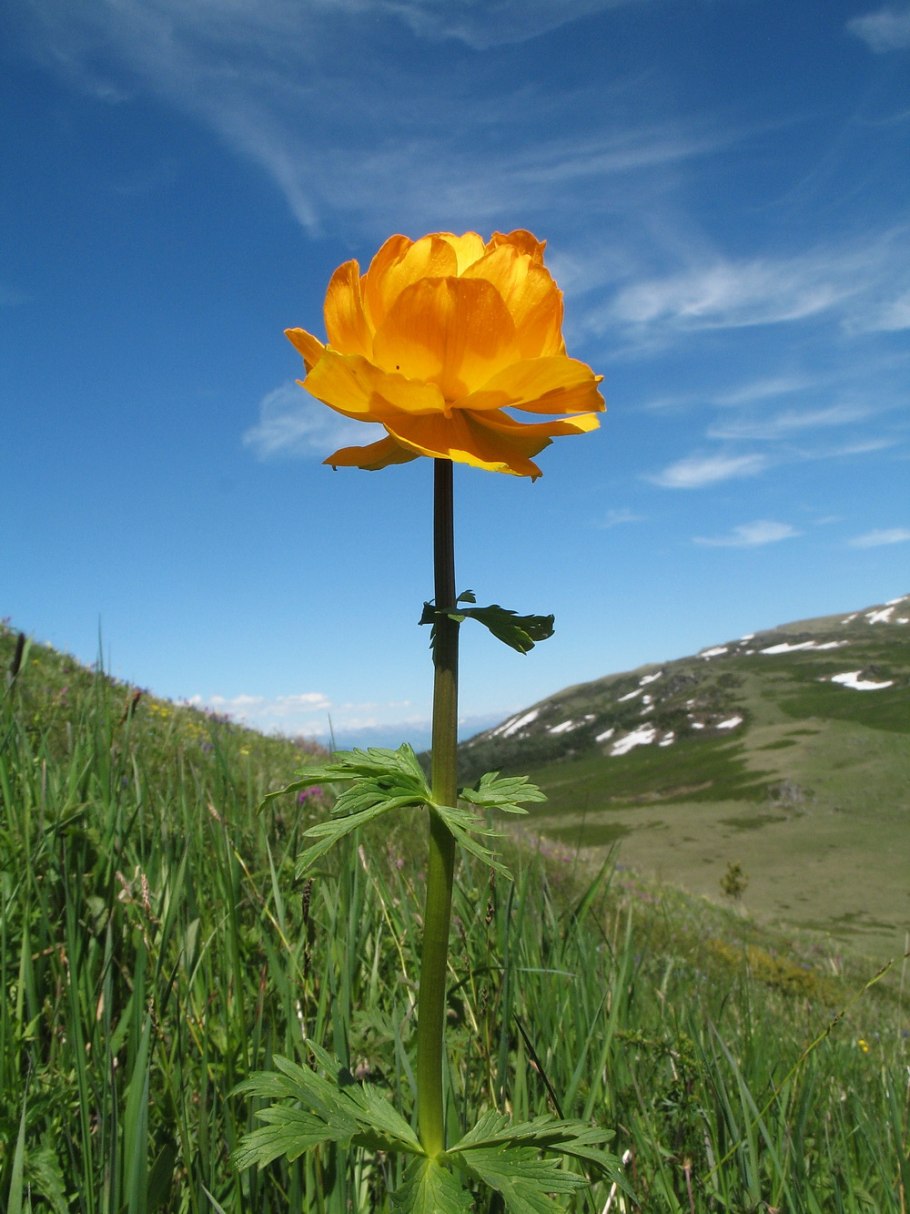 Купальница Алтайская