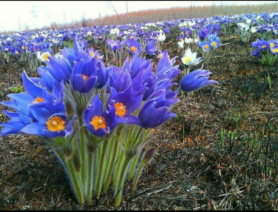 Подснежник Сибирский прострел