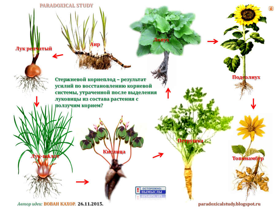 Растения со стержневой корневой системой