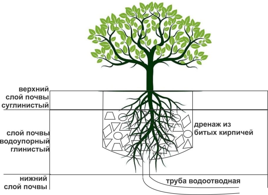 Корневая система деревьев