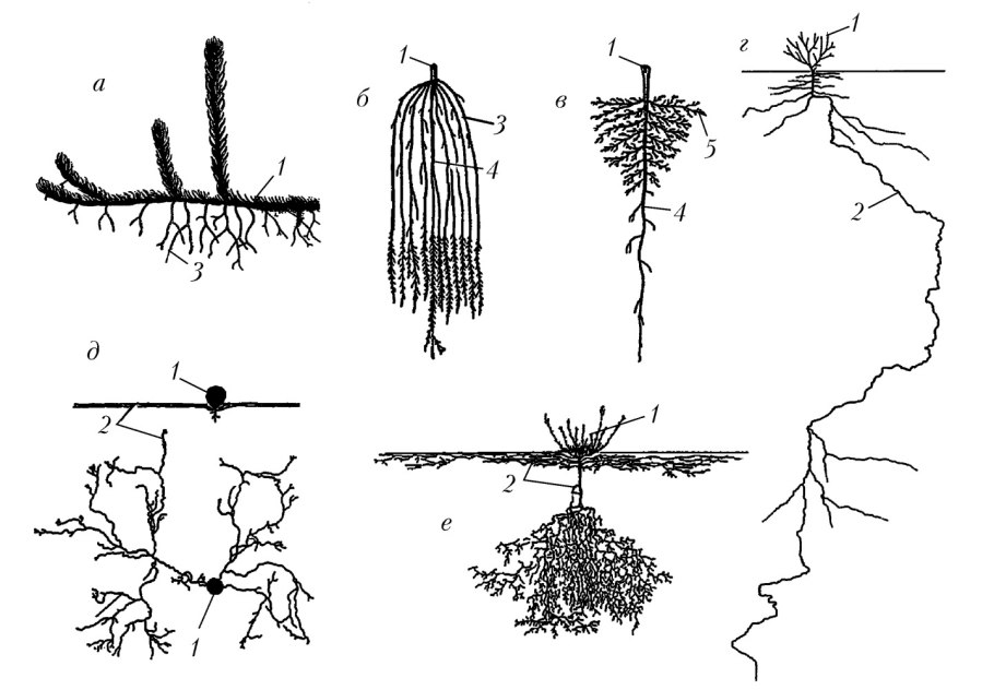 Типы корневых систем бахромчатая