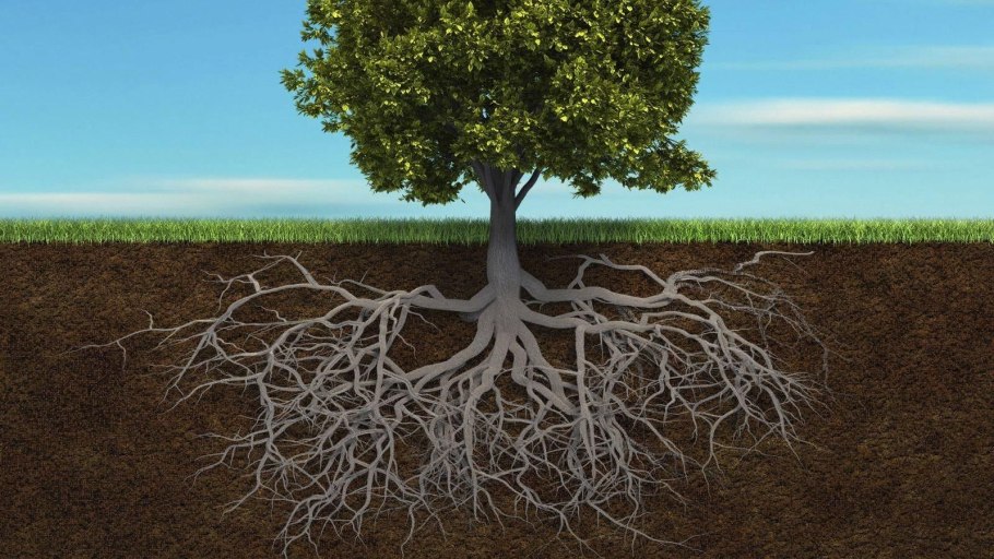 Корневая система деревьев