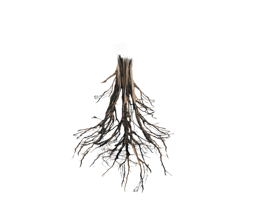 Дерево с корнями на прозрачном фоне