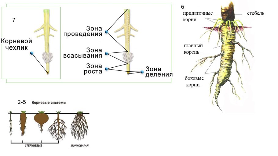 Внешнее строение корня и корневых систем
