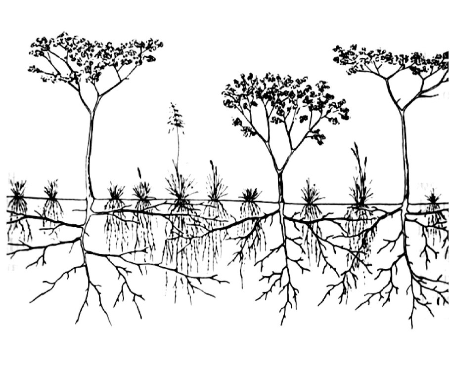 Корневая система акации желтой