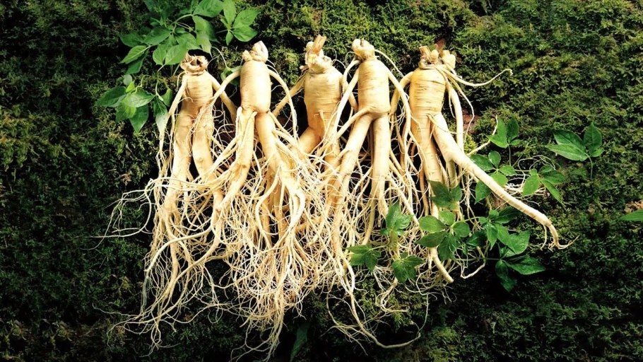 Женьшень растение корень