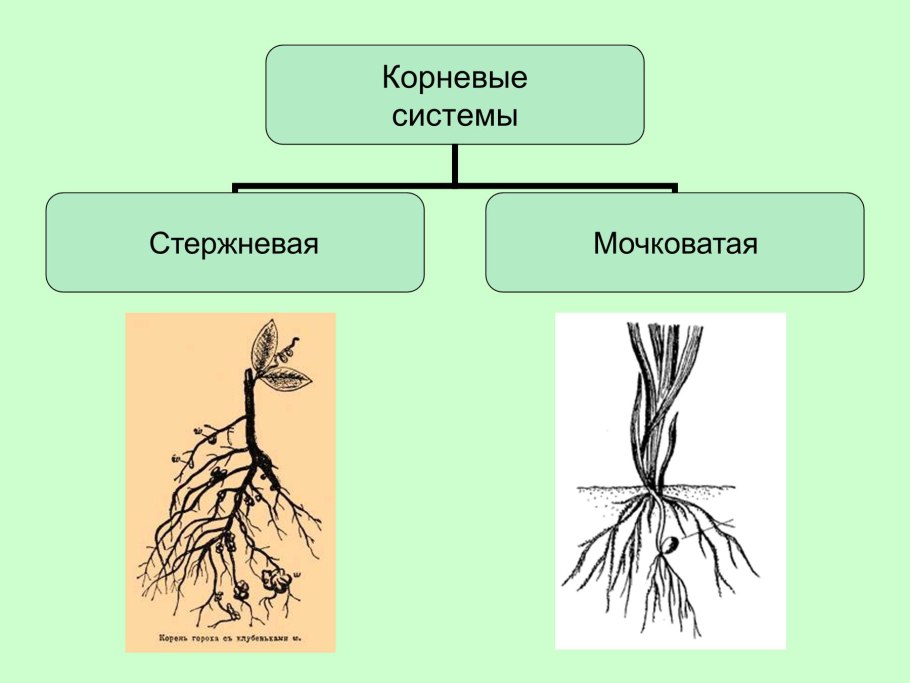 Видоизменения корней мочковатые