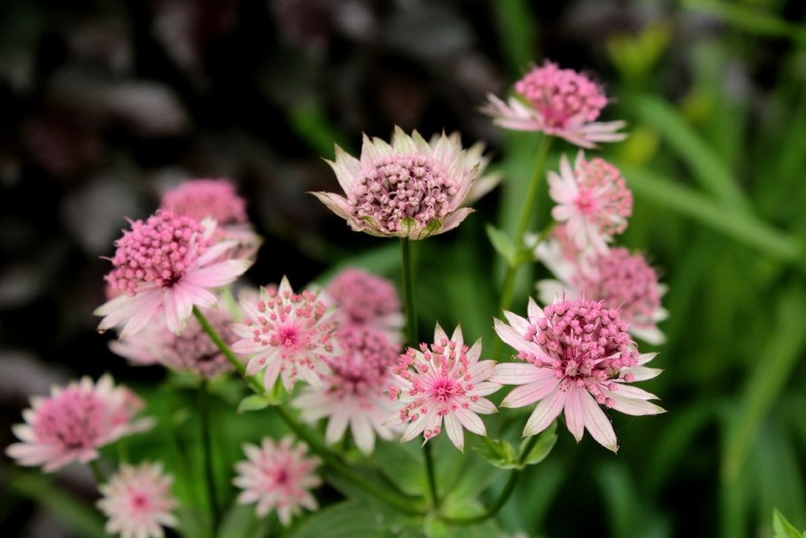 Астранция (Astrantia)