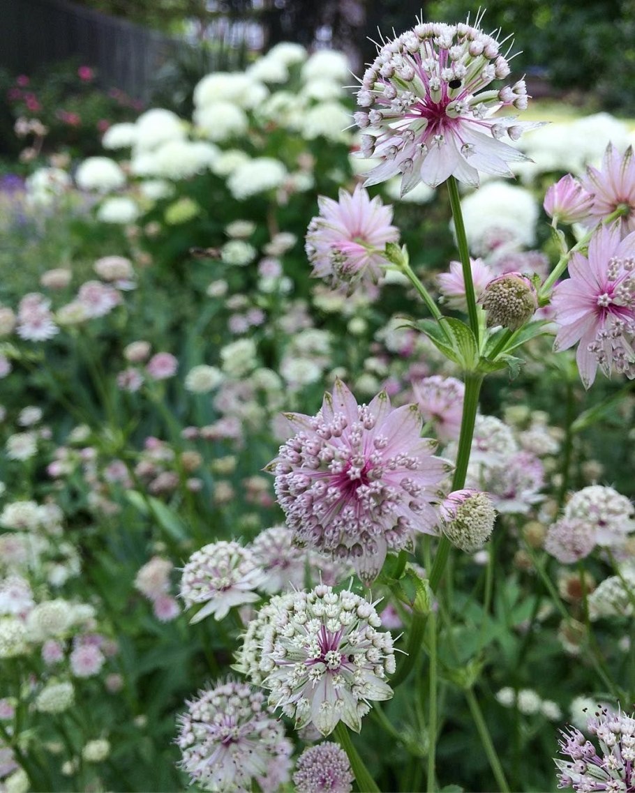 Астранция куст