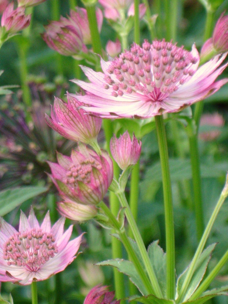 Астранция Рома