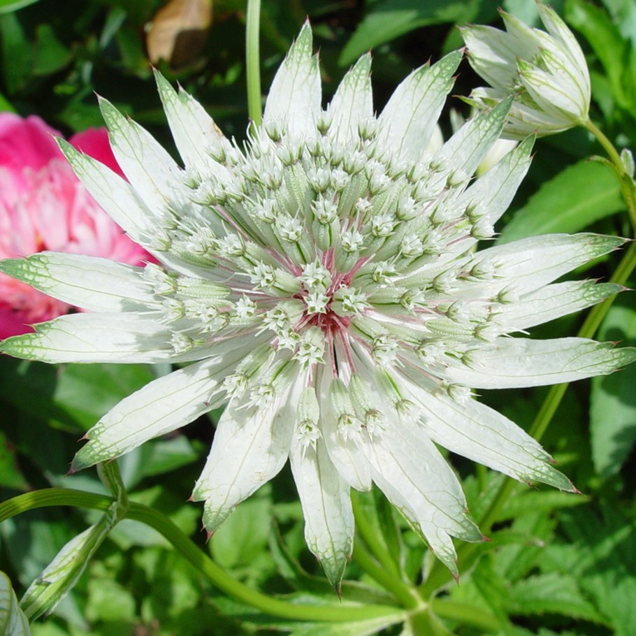 Астранция Альба