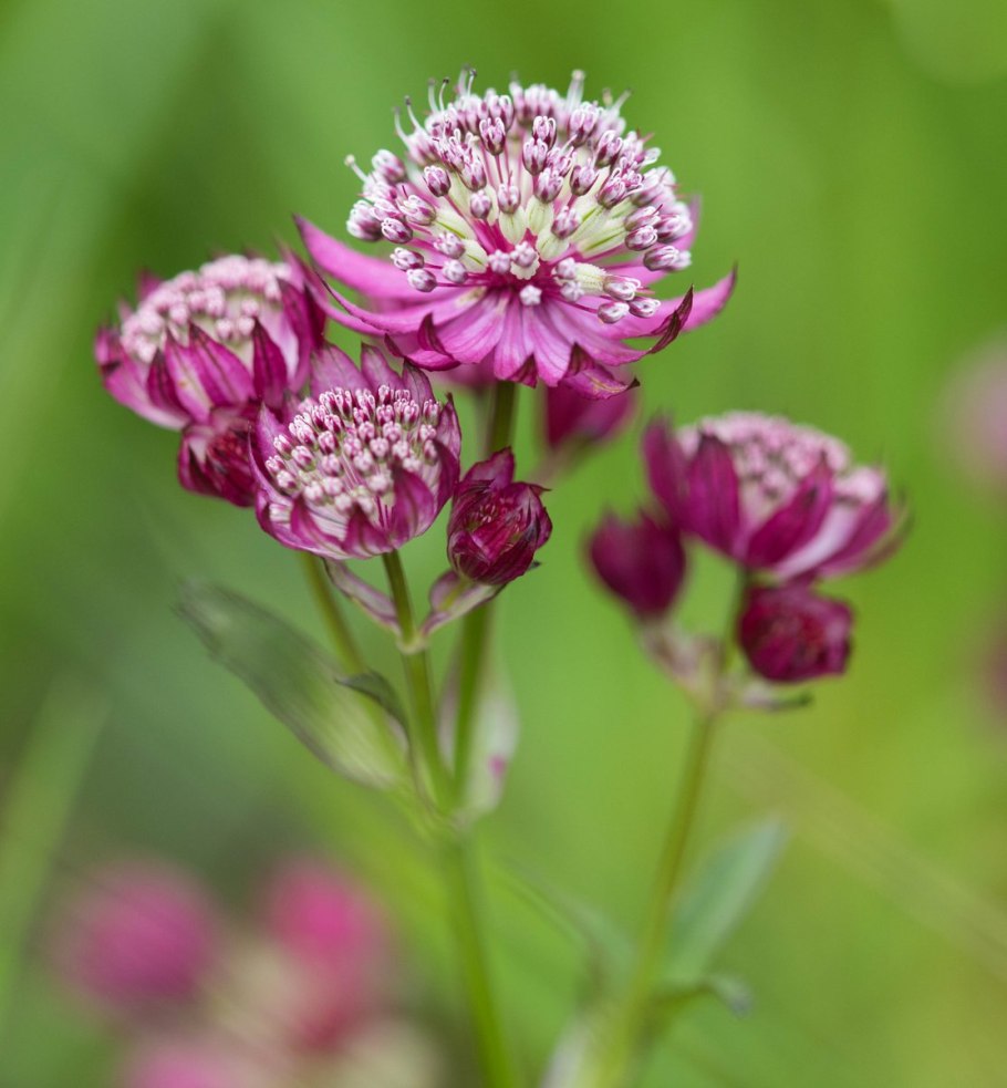 Астранция крупная (Astrantia Major)