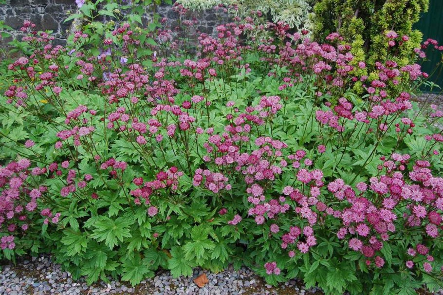 Астранция крупная (Astrantia Major)