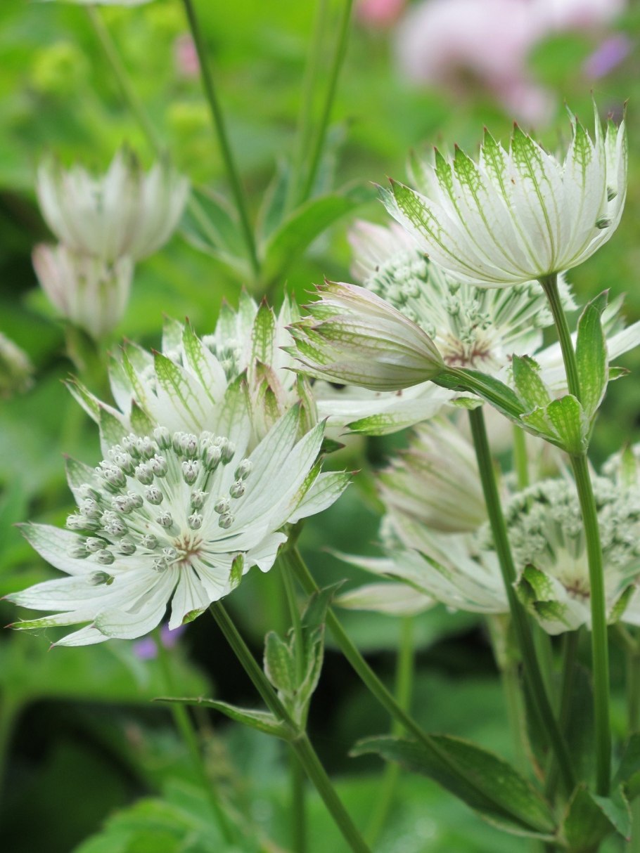 Астранция белая