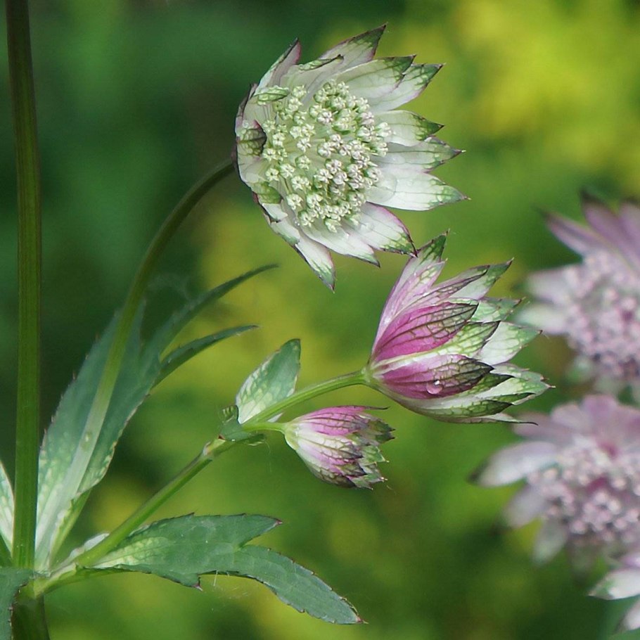 Астранция Сильвер Глоу