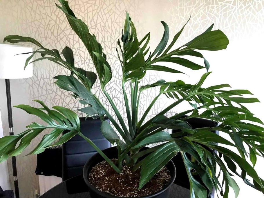 Monstera pinnatipartita/монстера пиннатипартита