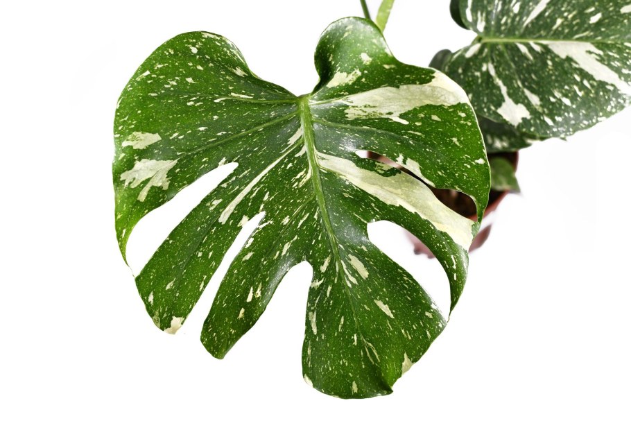 Монстера obliqua (Monstera)