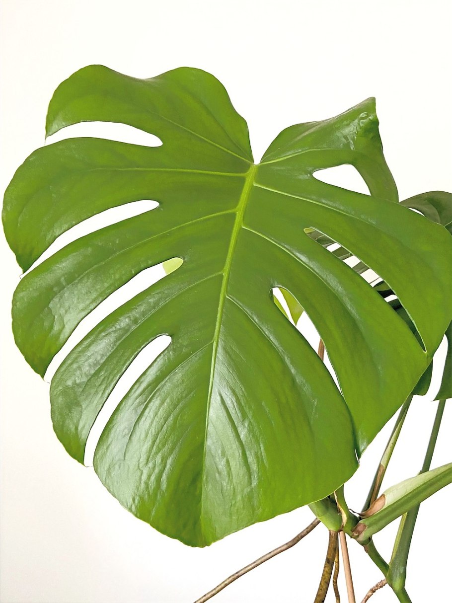 Monstera pinnatipartita/монстера пиннатипартита