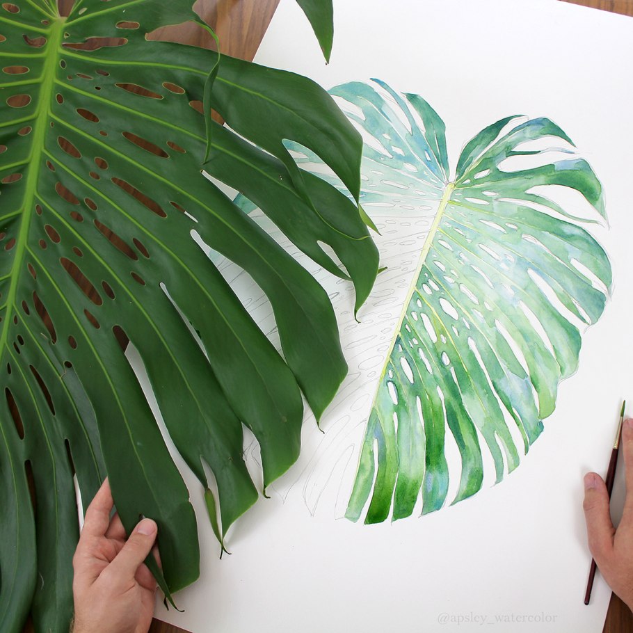 Monstera epipremnoides