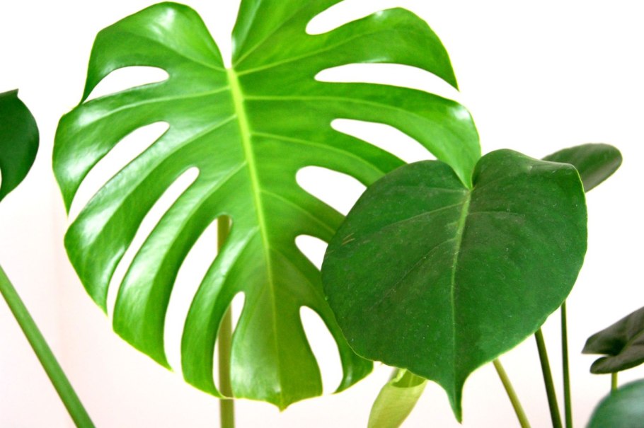 Monstera Green Aquarel