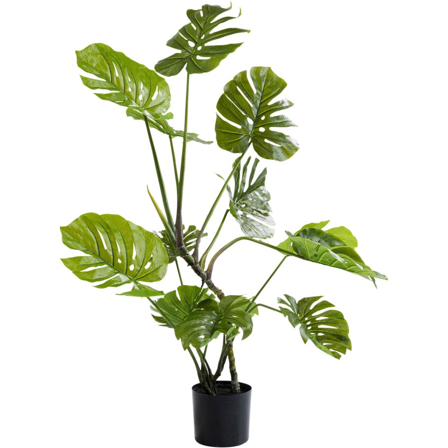 Samefo Monstera