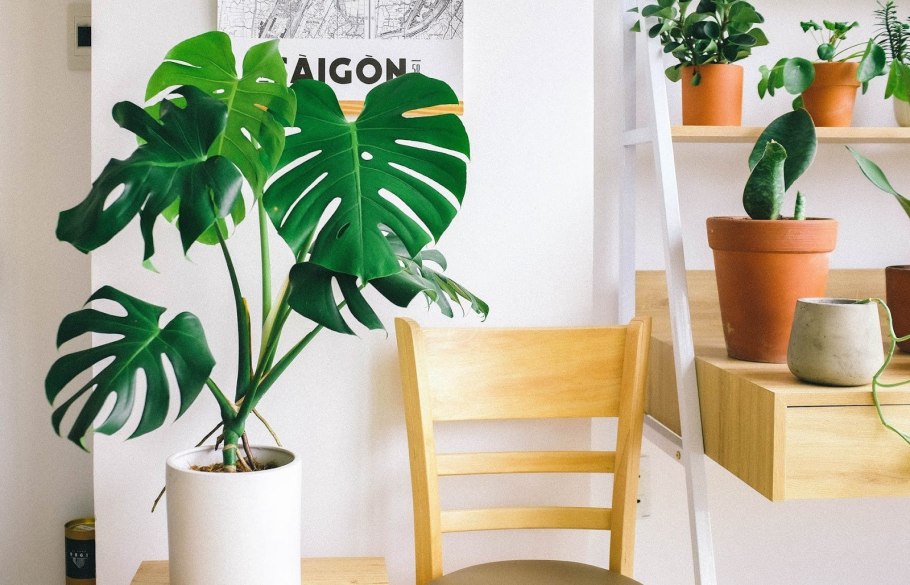 Монстера ikea
