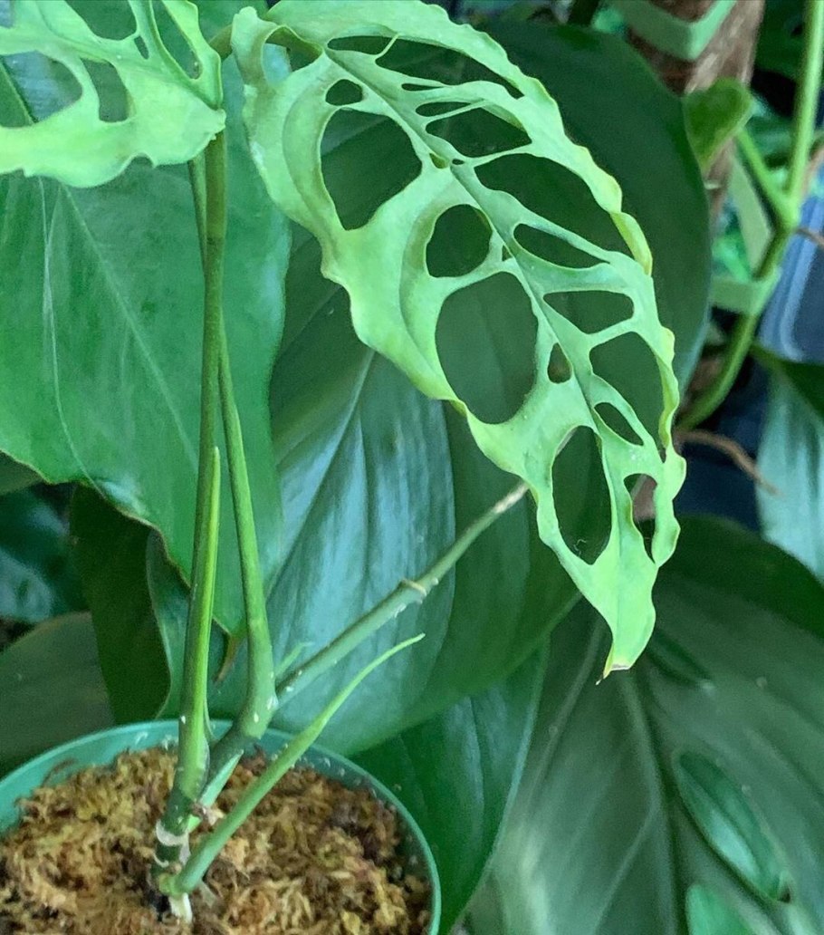 Монстера Делициоза (Monstera deliciosa)
