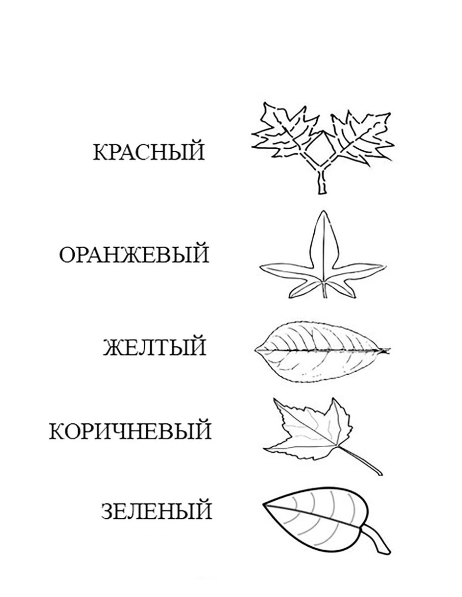Гинкго жилкование листьев