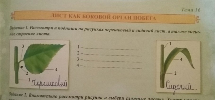 Форма листовой пластинки осины