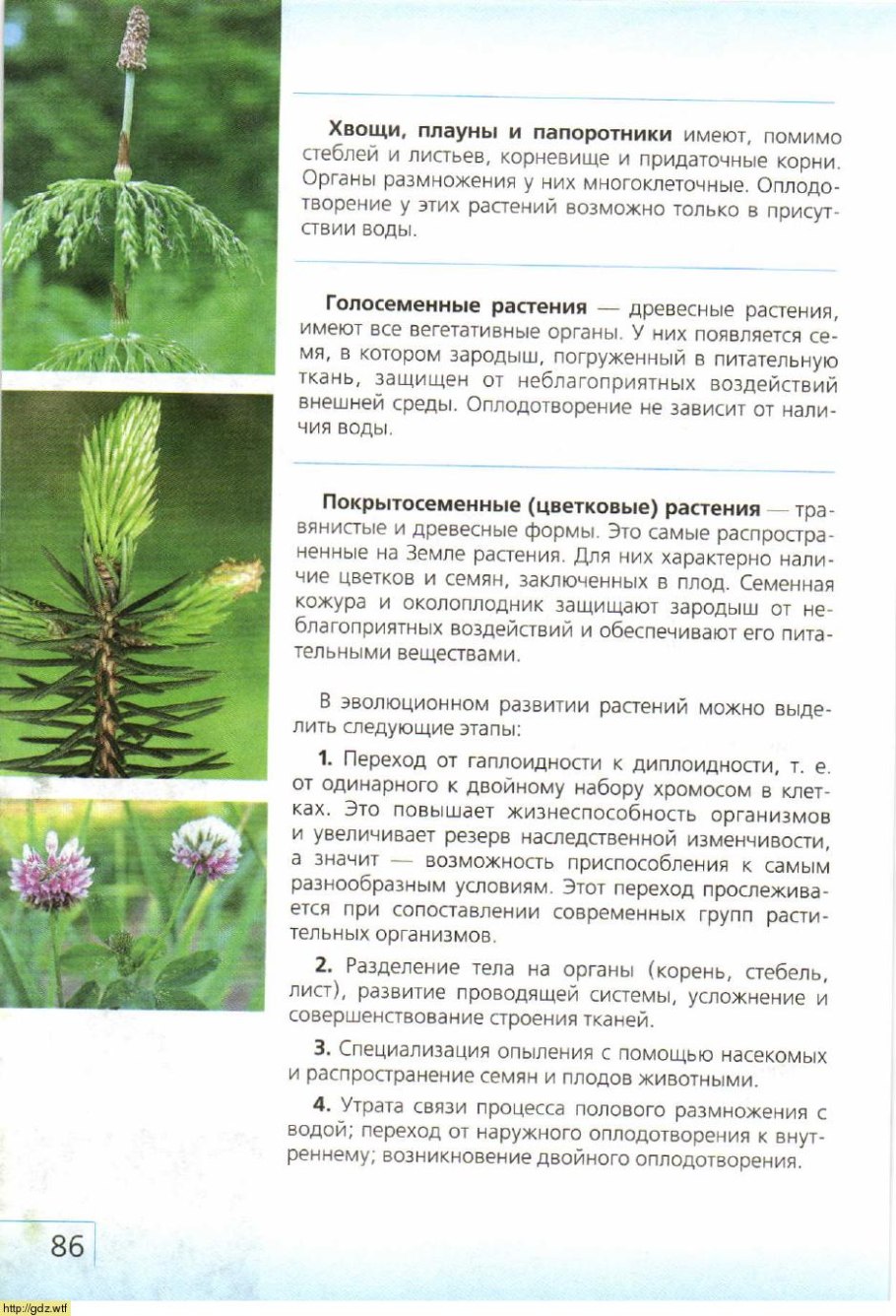 Цикл развития моховидных схема