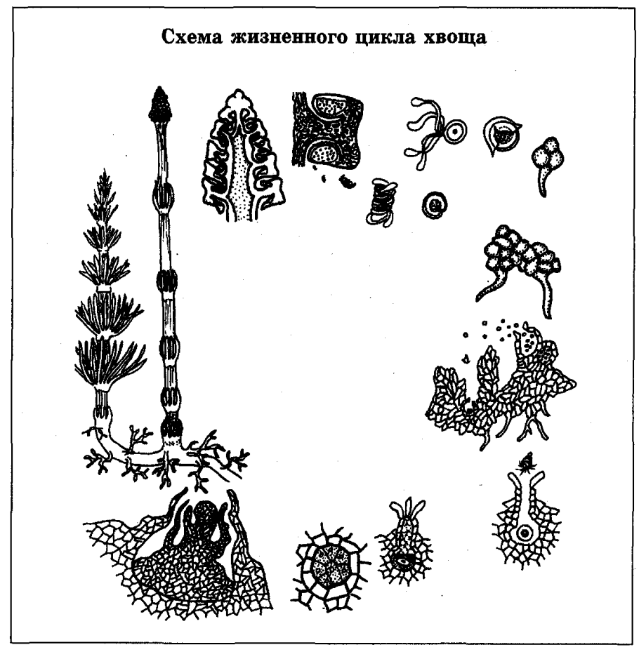 Embryophyta систематика
