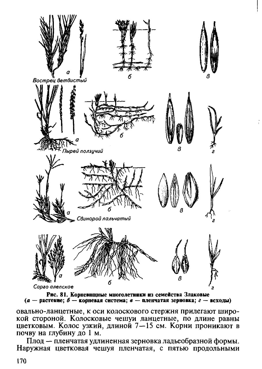 Ковыль Лессинга (Stipa lessingiana)