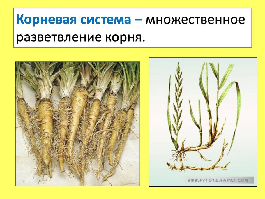 Размер корневой системы тыквы