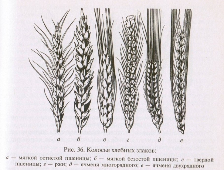 Стержневая и мочковатая корневая система таблица