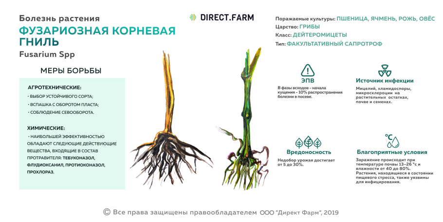 Гибеллинозная корневая гниль