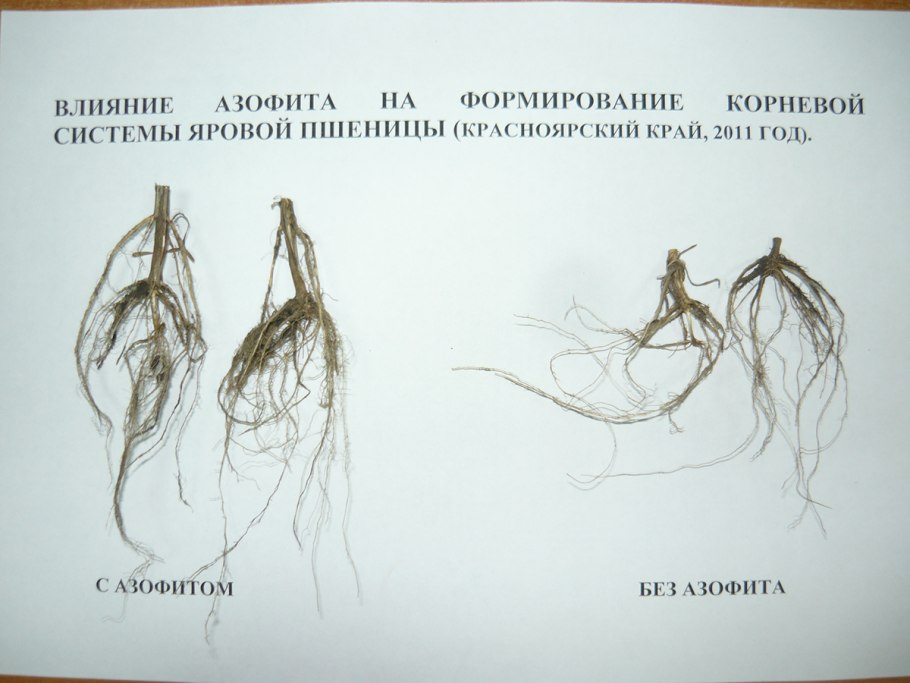 Корни озимой ржи