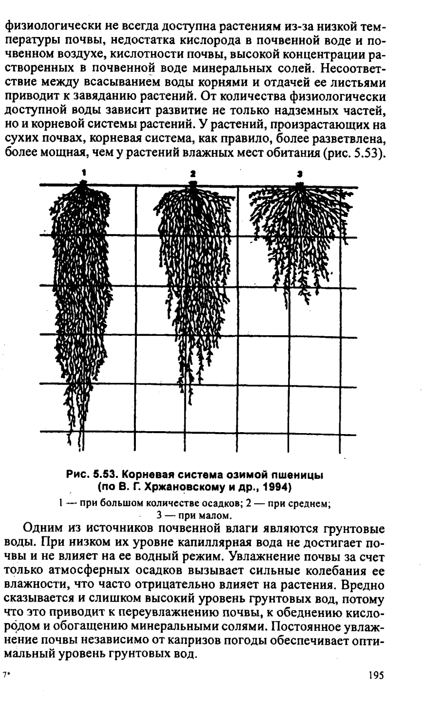 Строение стебля пшеницы