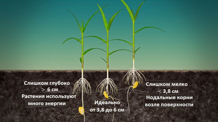 Корневая система грецкого ореха схема