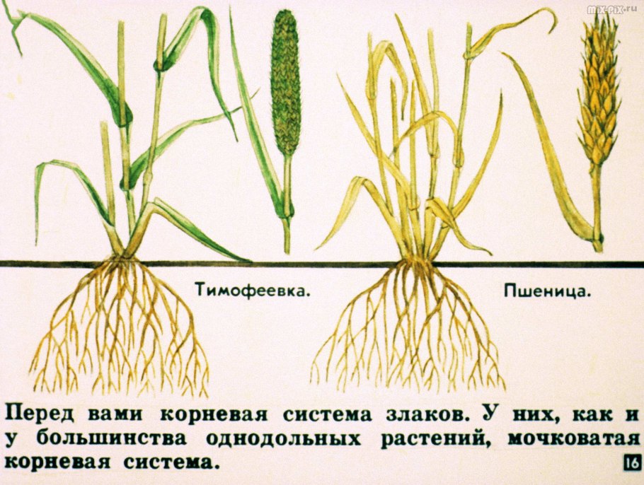 Корневище у злаковых