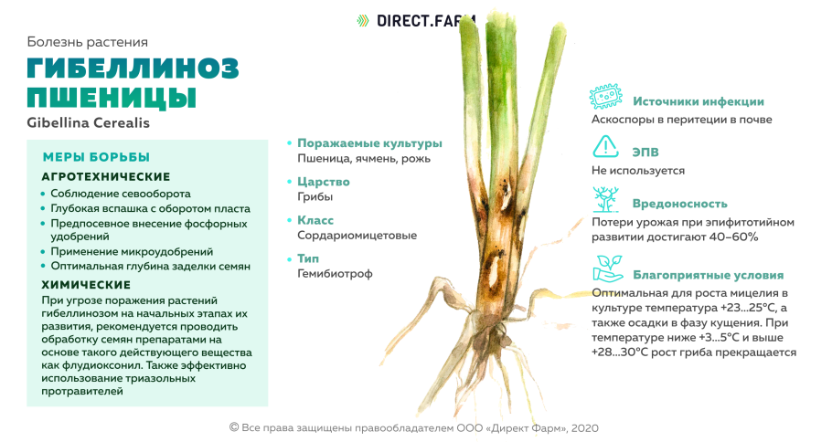 Канареечник корневая система