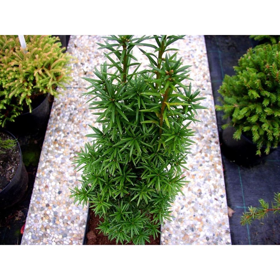 Кимиси тис Феотоку