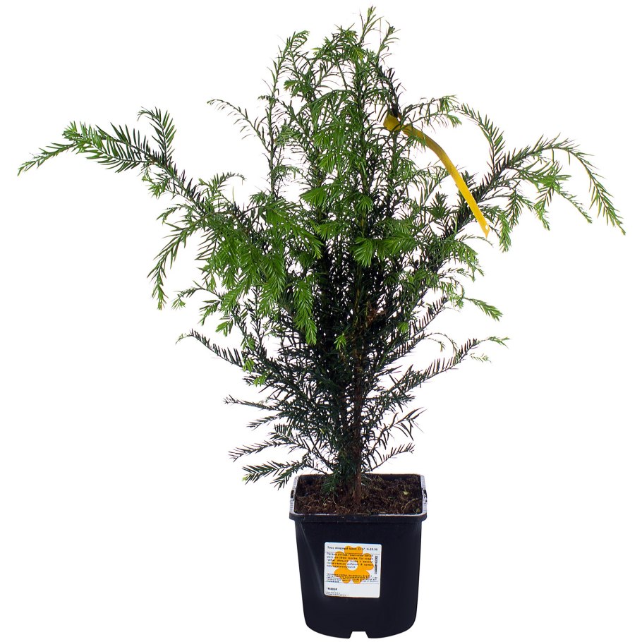 Тисс микс растение