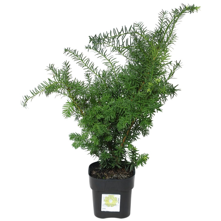 Тисс ягодный Грин рокет