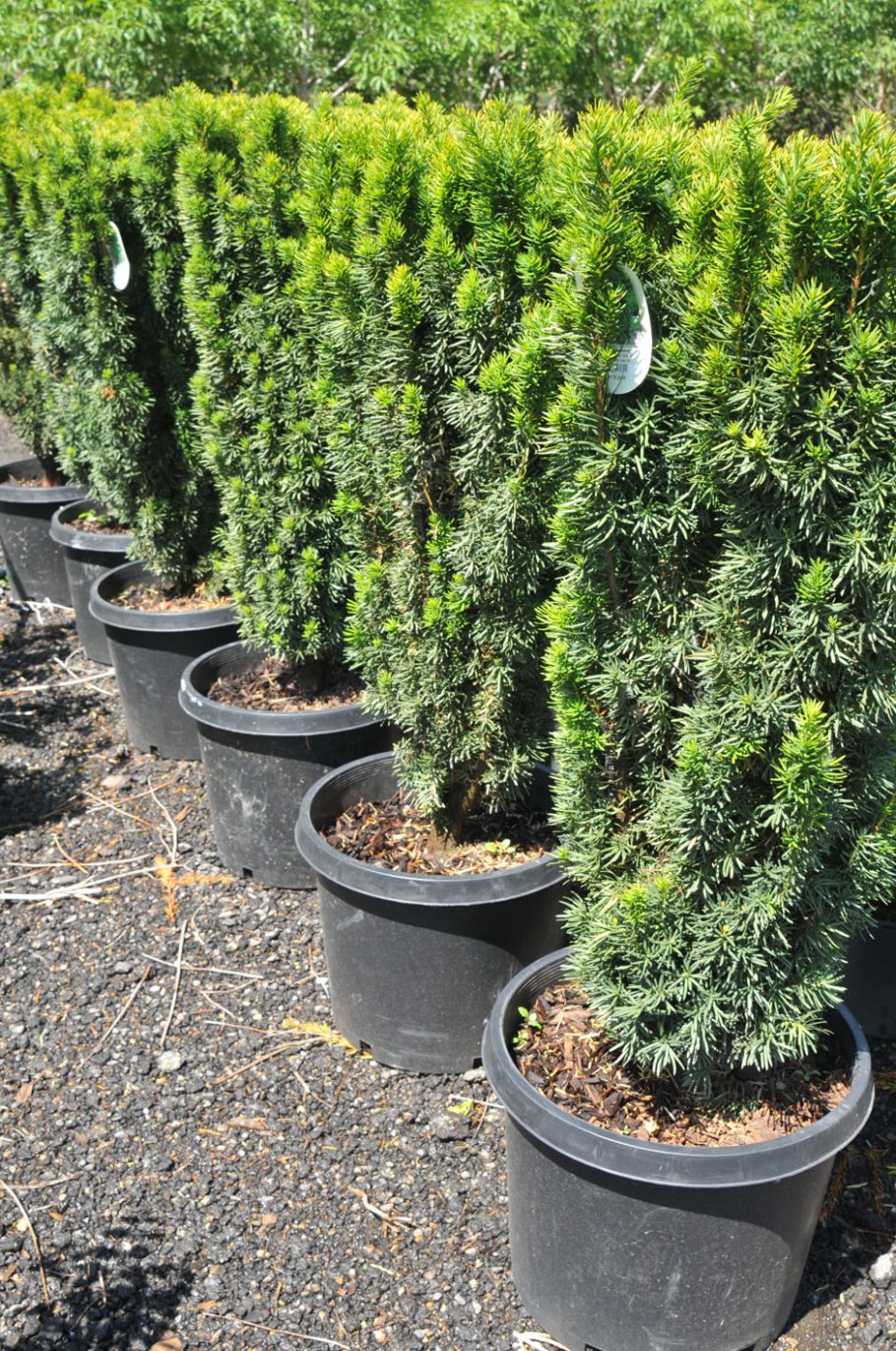 Тисс колоновидный