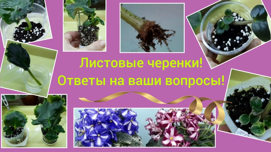 Корневые черенки флоксов