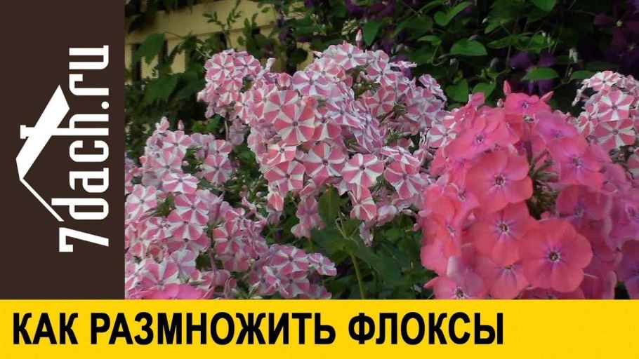 Размножение рододендрона черенкованием