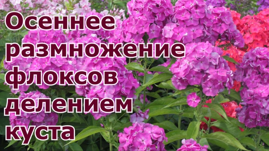 Флокс метельчатый как размножаются